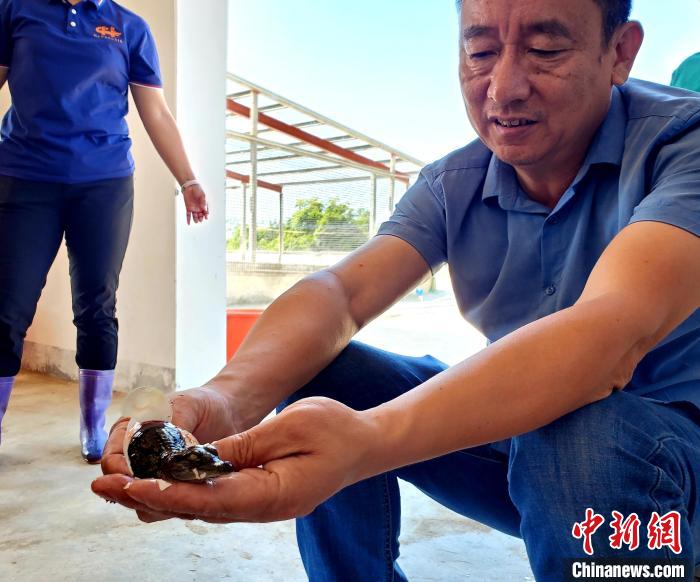 鼎点登录:海南“鳄鱼小镇”:养殖鳄鱼超40万条