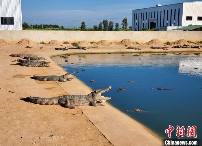 鼎点登录:海南“鳄鱼小镇”:养殖鳄鱼超40万条